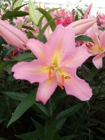 [5234 Fenice No01.JPG]